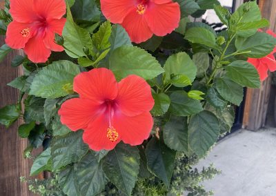 Baldwin Turf - Flowers